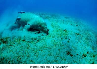 51 Dugong Eating Grass Images, Stock Photos & Vectors | Shutterstock