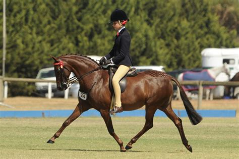 Horse Breed: Australian Riding Pony