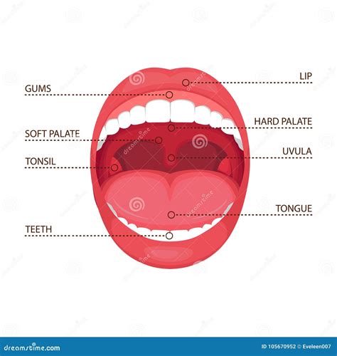 Anatomy Of The Mouth Diagram