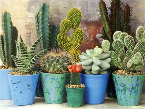 Secrets of Growing Cacti and Succulents | World of Succulents