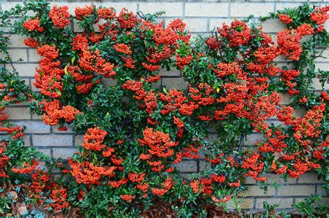 Firethorn Pyracantha Berries Free Stock Photo - Public Domain Pictures