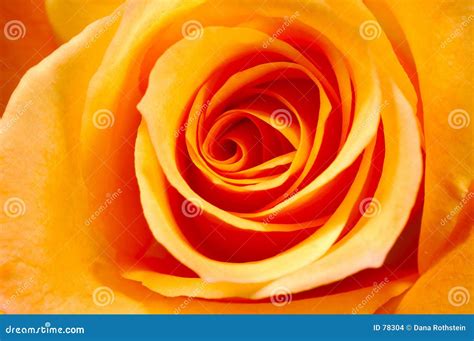 Orange Rose Petals stock photo. Image of blossom, rose, vivid - 78304