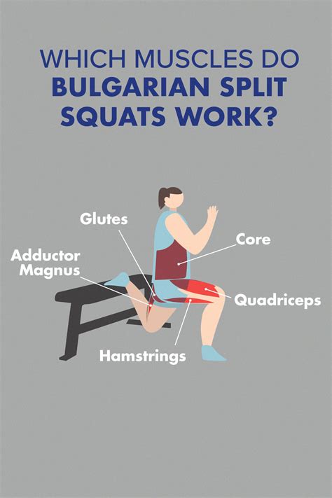 Squat Exercise Muscles Being Worked