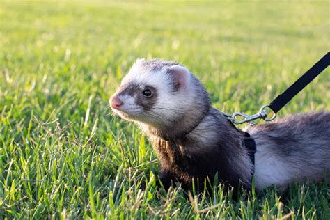 Ferret Colors: A Guide to Ferret Colors and Patterns - A-Z Animals