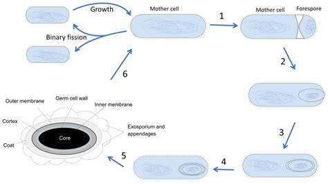 Clostridium Botulinum Structure