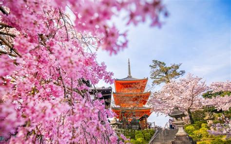 Cherry Blossoms in Kyoto: Best Spots & Festivals 2022 | JRailPass