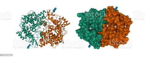 Structure Of Unoccupied Cyclooxygenase1 Homodimer Stock Photo ...