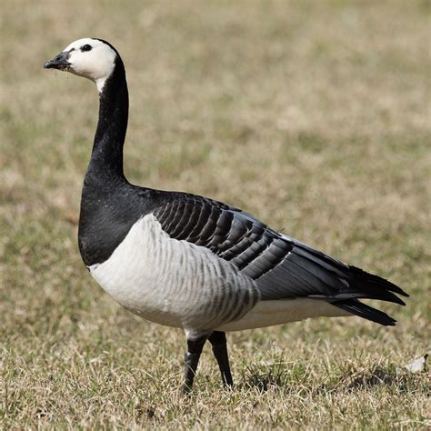 Barnacle Goose Migration