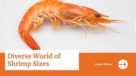 Diverse World of Shrimp Sizes: From Tiny to Jumbo (Facts & Figures) 2024