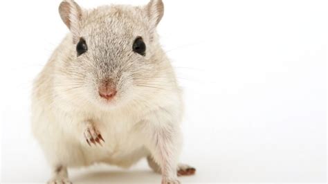 The increasing potential of chinese hamster ovary cells – acib