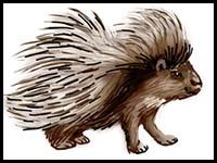 How to Draw Cartoon Porcupines & Realistic Porcupines : Drawing Tutorials & Drawing & How to ...