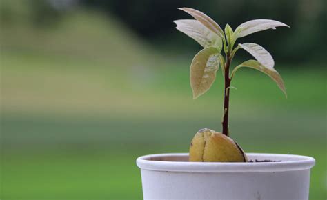 How to Care for Your Avocado Tree in the Winter - AvoSeedo - Grow your ...