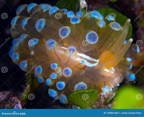 Nudibranchs in Their Habitat Stock Photo - Image of food, colorful ...