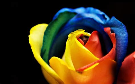 Rainbow Rose Macro HD wallpaper | Pxfuel