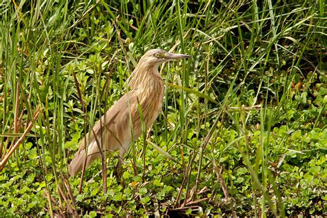 Squacco Heron Photograph by Aivar Mikko - Fine Art America