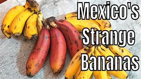 Rare Banana Varieties of Mexico (Red Banana, Seda, Dominico, Tobasco) - Weird Fruit Explorer Ep ...