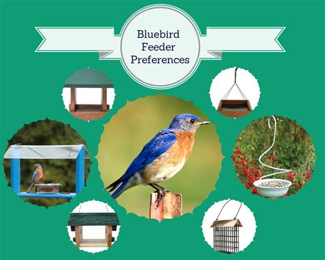 Types Of Bird Feeders | mandyscharms