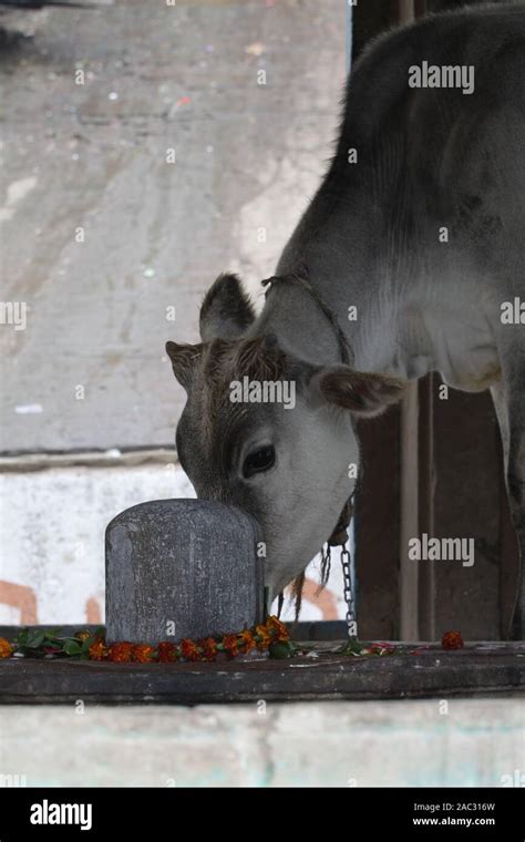 Cow Eating Flowers High Resolution Stock Photography and Images - Alamy