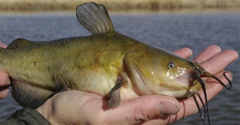 Brown Bullhead | Hunt Fish Manitoba