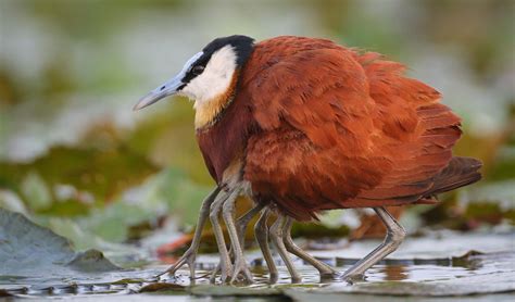 Meet the jacanas, a family of wading birds that are spread across Asia ...