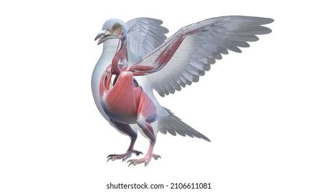 8,720 Muscle Bird Images, Stock Photos & Vectors | Shutterstock