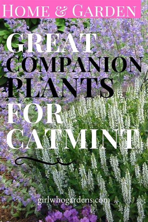 Great Companion Plants for Catmint or Walker's Low, Girl Who Gardens ...