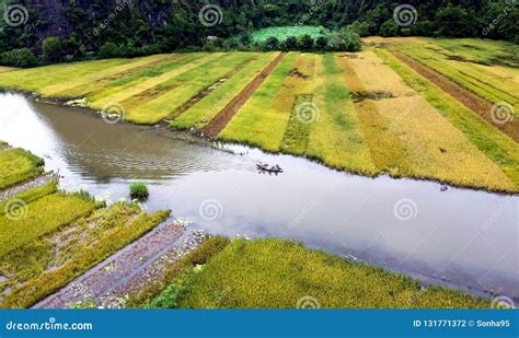 Rice field in Tam Coc stock photo. Image of travel, flower - 131771372