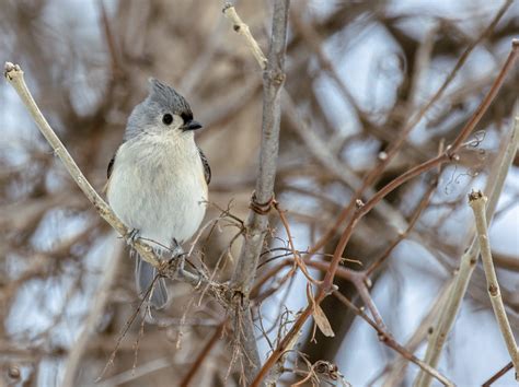 2023 Final Results – Great Backyard Bird Count