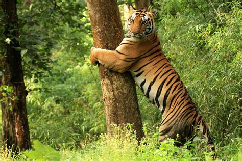 Kanha Tiger Reserve - Wikipedia