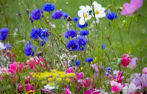 Wild Flowers In Meadow Free Stock Photo - Public Domain Pictures