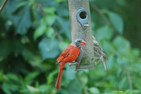 Bird In Everything: Cardinal Bird Eggs