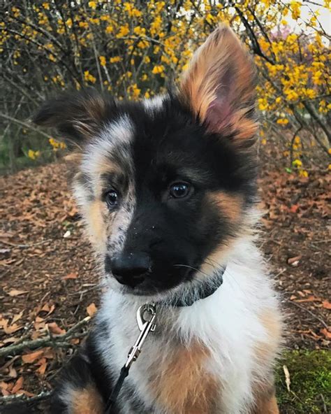 10 Things to Know about the German Shepherd Australian Shepherd Mix