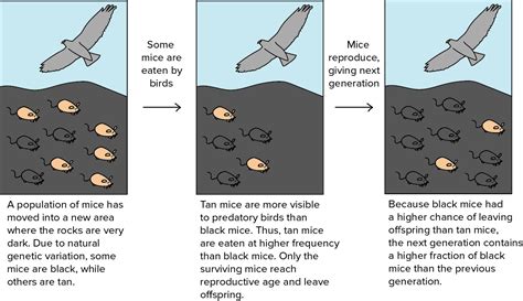 Evolution Strategies | Lil'Log