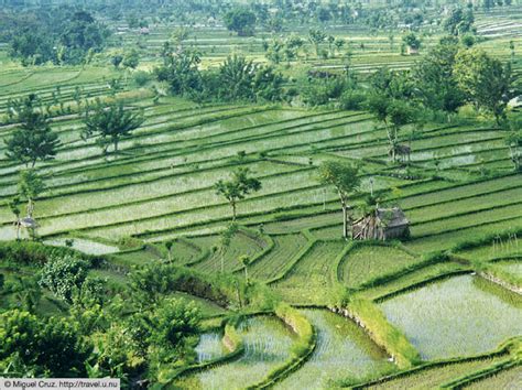 Mozahedul Islam's blog: Rice production in Bangladesh