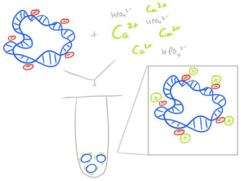 Calcium Phosphate Transient Transfection Protocol & Guide - SciGine