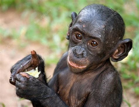 Baby Bonobo monkey — Stock Photo © GUDKOVANDREY #94267058