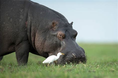 860+ Hippo Feeding Stock Photos, Pictures & Royalty-Free Images - iStock