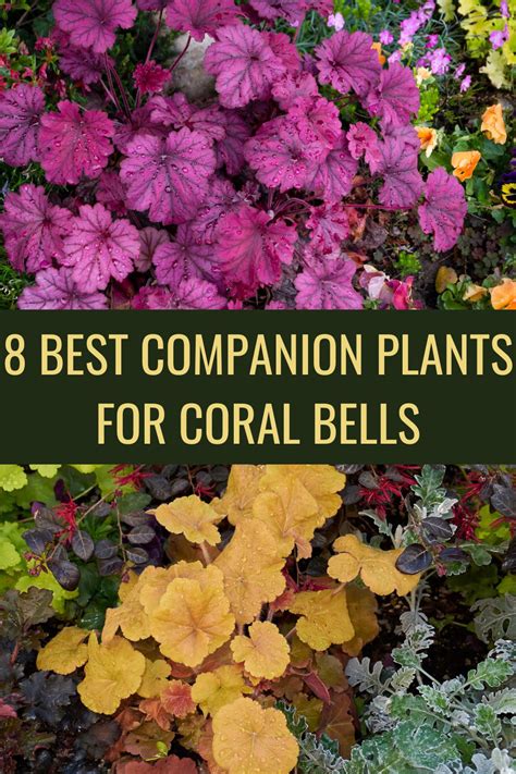 8 Best Companion Plants For Coral Bells