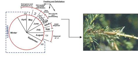 Forest Biology