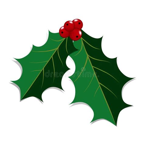 Holly Leaves and Berries stock vector. Illustration of decoration ...