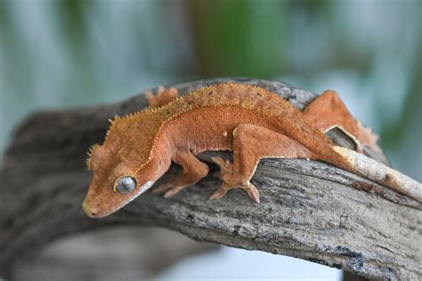 Patternless Red Crested Gecko For Sale | Fringemorphs