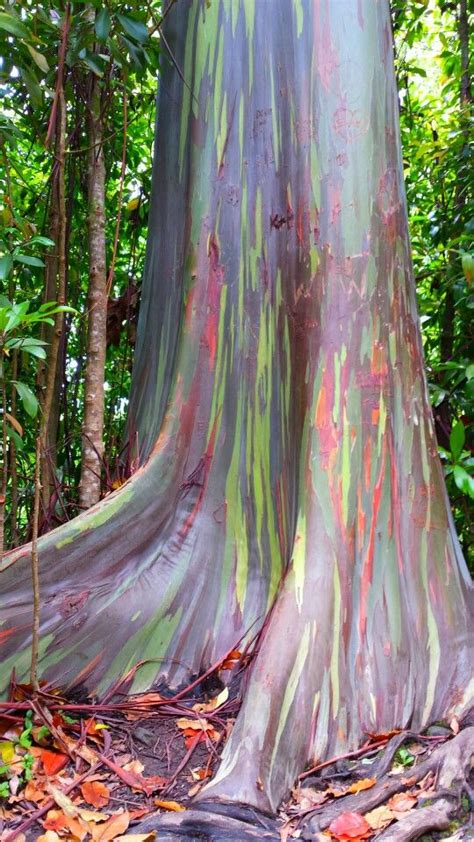 Picture of a Rainbow Eucalyptus I took in Maui :) Exotic Plants, Exotic ...