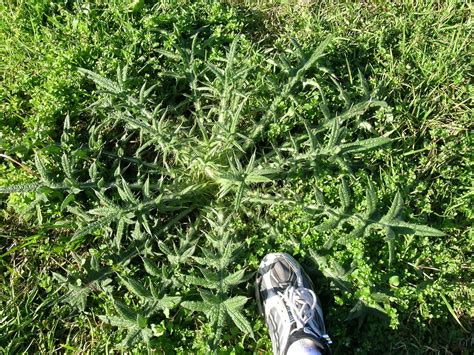 Cirsium vulgare rosette1 | Leaves form a rosette when young.… | Flickr