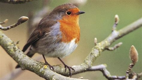 10 Interesting Robin Facts | My Interesting Facts