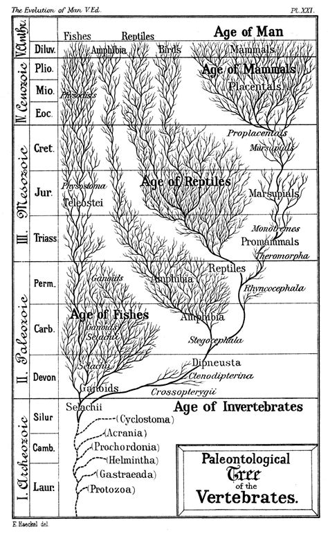 Haeckel's Paleontological Tree of Vertebrates (c. 1879). The evolutionary history of species has ...