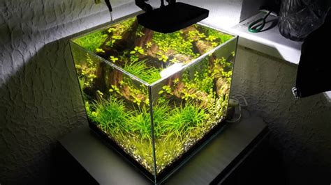 Led Strip Lights For Planted Aquarium | Shelly Lighting