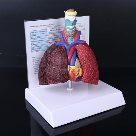 Lung Model Anatomy