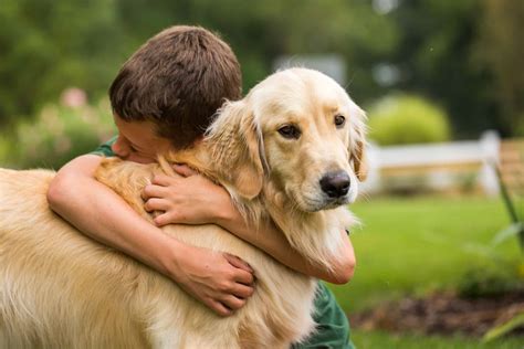 boy-hugging-golden-retriever-anxiety - Dogs for Vets! Focused Guides to ...