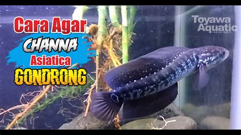 CHANNA ASIATICA HIGH FIN (GONDRONG) - YouTube