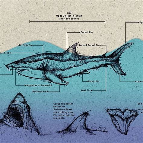 Great White Shark anatomy #infographic #whiteshark | White sharks, Great white shark, Shark